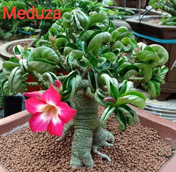 5 Seed - Imported Adenium Meduza DHA 99% Seeds Available  - 5 seeds