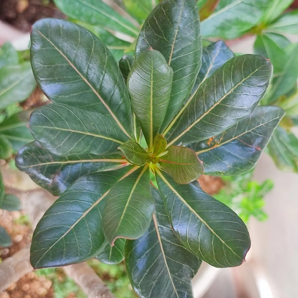 PREBOOKING 5 Seeds - Rare Adenium Socotranum Seeds(Dispatch By 2nd Week Of September) - 5 seeds