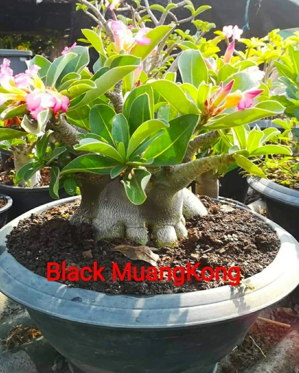 Imported Black Skin Adenium Ma Uang X Black MK - 5 Seeds - 5 seeds