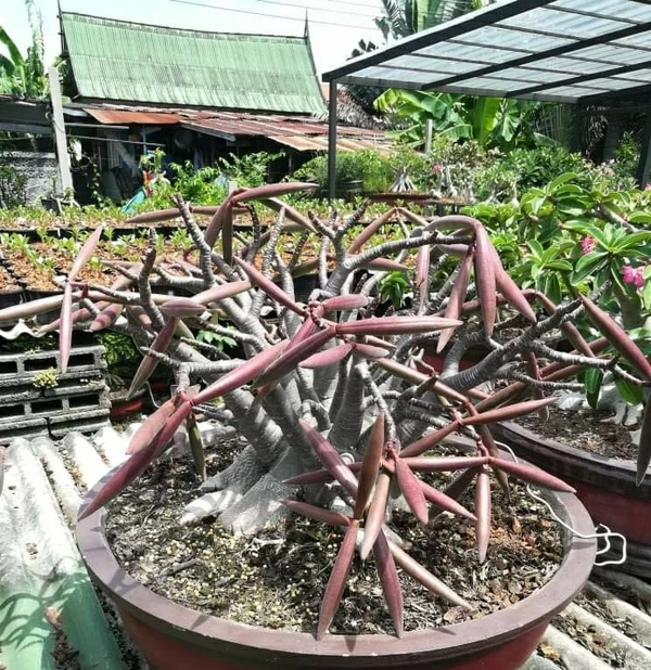 Imported Black Skin Adenium Ma Uang X Black MK - 5 Seeds - 5 seeds