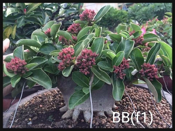Imported Black Skin Adenium  BB(F1) X BlackHawk -5 Seeds - 5 seeds