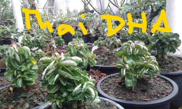 Adenium Thai DHA Seeds - 5 seeds