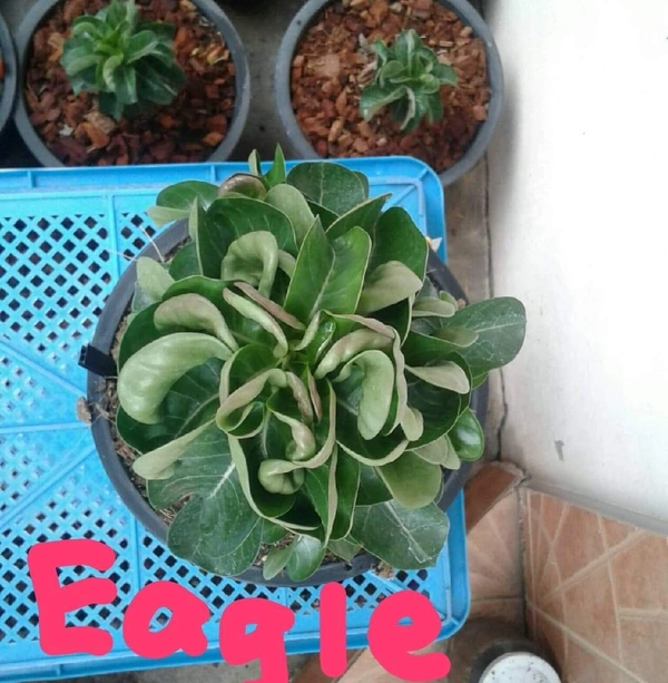 Adenium EAGLE DHA Seeds - 5 seeds