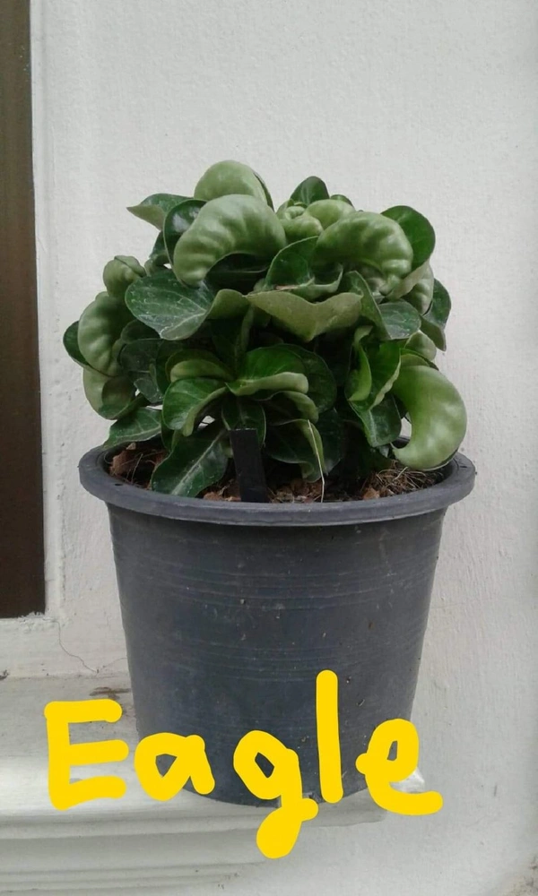 Adenium EAGLE DHA Seeds - 5 seeds