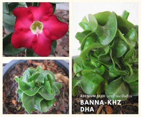 Adenium BANNA DHA Seeds 99% - 10 seeds