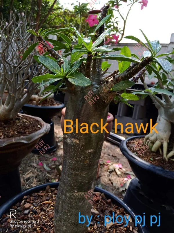 Adenium Arabicum Black Skin Black MK X Black Hawk Seeds - 5 seeds