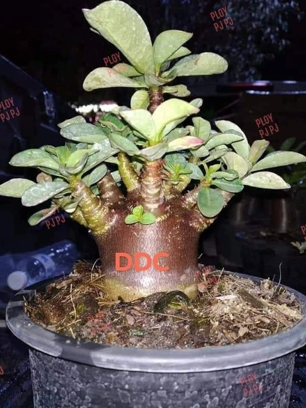 Adenium Arabicum Black Skin DDC PURE Seeds - 10 seeds