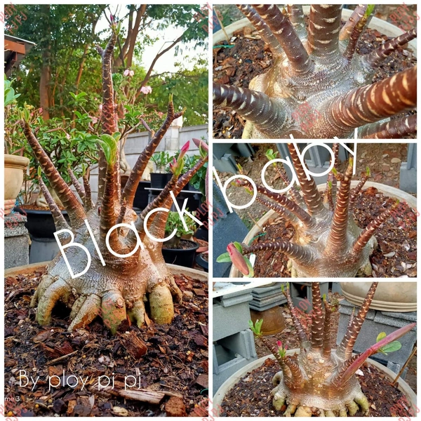 Adenium Arabicum Black Skin Black Baby Seeds - 10 seeds