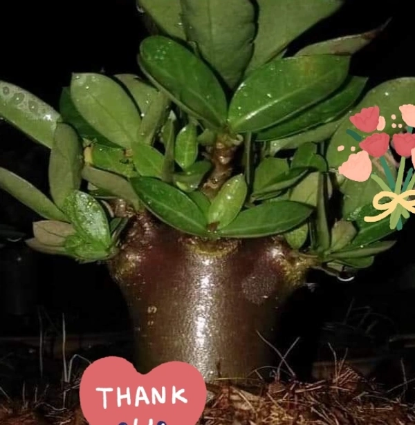 Adenium Arabicum Black Skin Black Soco Pure Seeds - 5 seeds