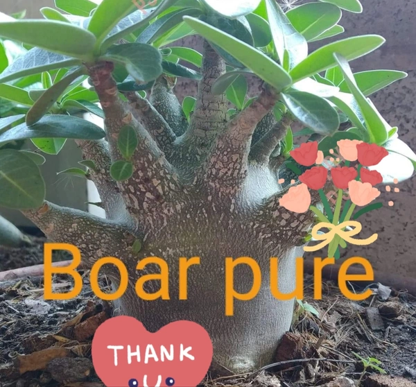 Adenium Arabicum Black Skin Black Boar Seeds - 5 seeds