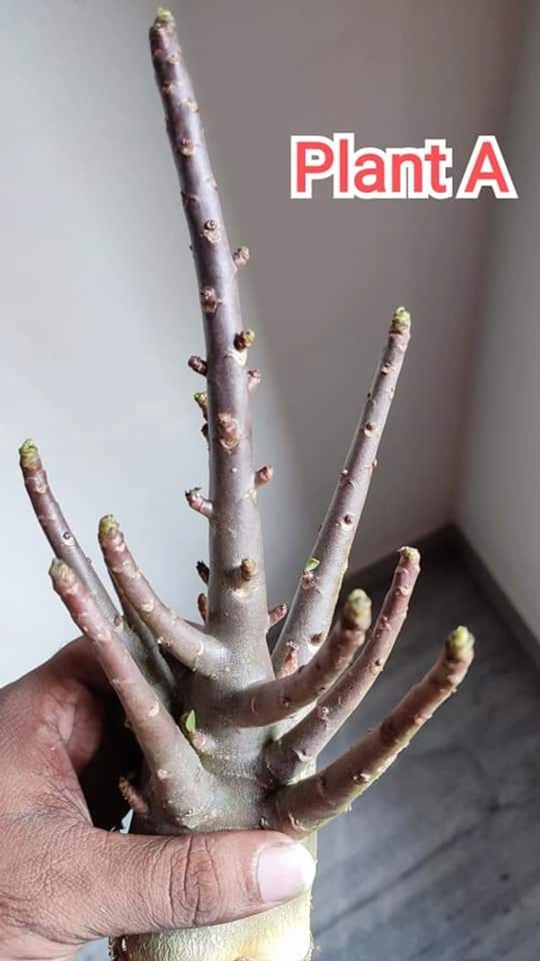 Adenium Arabicum Black Skin Super Black Seeds - 5 seeds