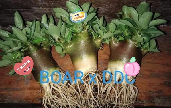 Adenium Arabicum Black Skin Boar X DDC Seeds - 5 seeds
