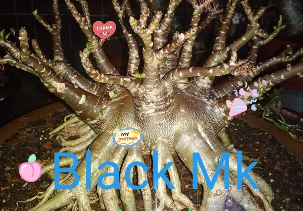Adenium Arabicum Black MK Seeds - Black Skin - 10 seeds