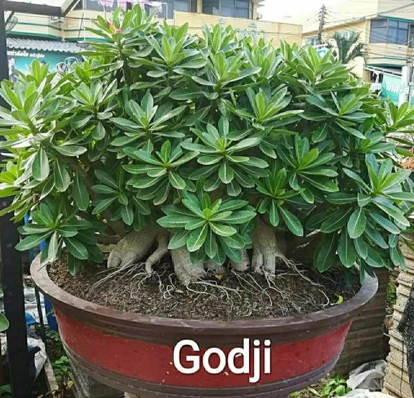 Adenium Arabicum Godji And It's hybrid Seeds Combo - 55 seeds