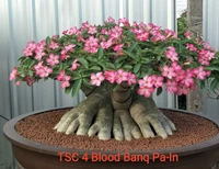 Adenium Arabicum Godji And It's hybrid Seeds Combo - 55 seeds