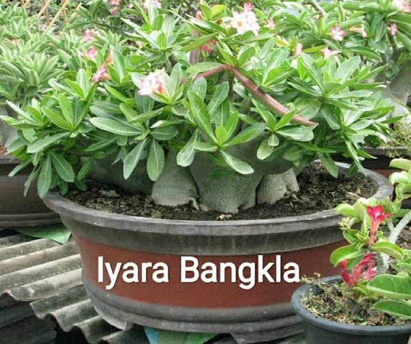 Adenium Arabicum Godji And It's hybrid Seeds Combo - 55 seeds