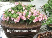 Adenium Arabicum Godji And It's hybrid Seeds Combo - 55 seeds