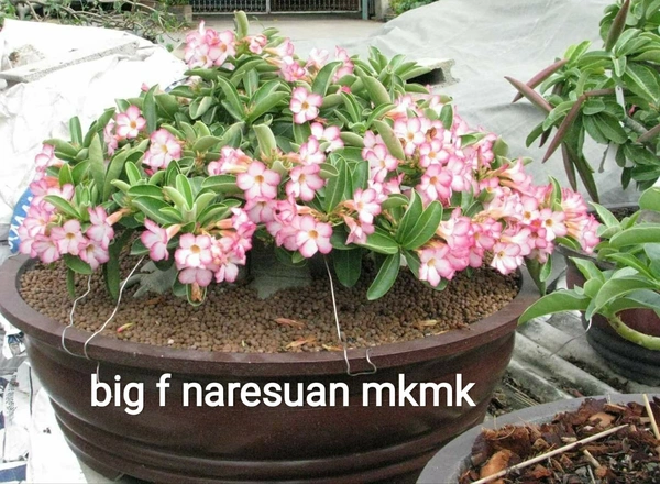 Adenium Arabicum Godji And It's hybrid Seeds Combo - 55 seeds