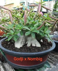 Adenium Arabicum Godji And It's hybrid Seeds Combo - 55 seeds
