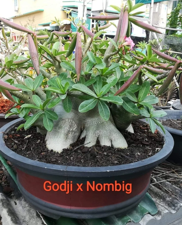 Adenium Arabicum Godji And It's hybrid Seeds Combo - 55 seeds