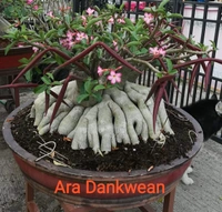 Adenium Arabicum Godji And It's hybrid Seeds Combo - 55 seeds