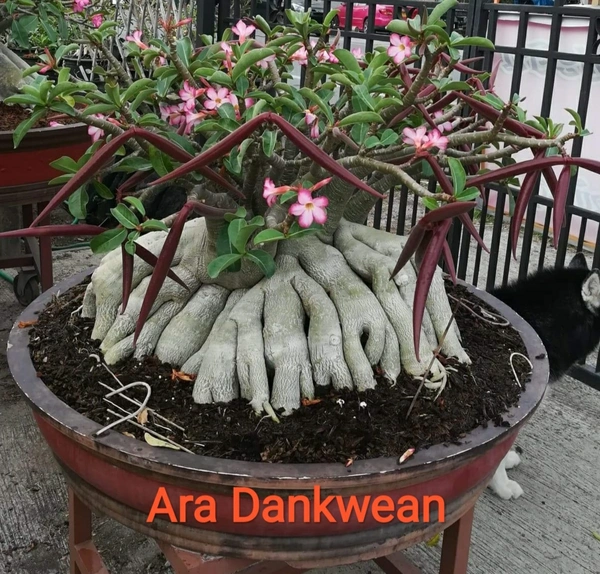 Adenium Arabicum Godji And It's hybrid Seeds Combo - 55 seeds