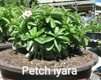 Adenium Arabicum Godji And It's hybrid Seeds Combo - 55 seeds