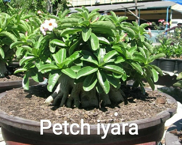 Adenium Arabicum Godji And It's hybrid Seeds Combo - 55 seeds