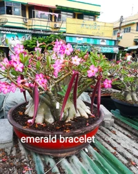 Adenium Arabicum Godji And It's hybrid Seeds Combo - 55 seeds
