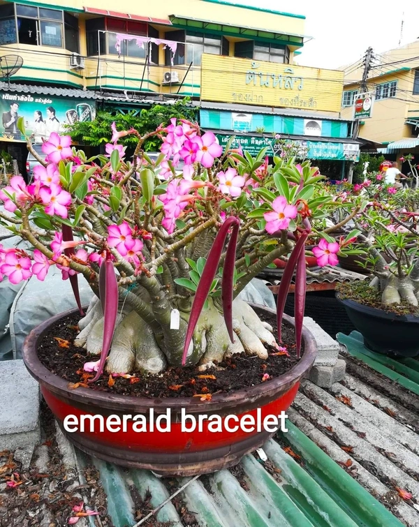 Adenium Arabicum Godji And It's hybrid Seeds Combo - 55 seeds