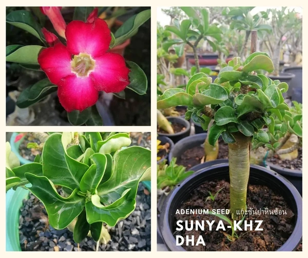 Adenium Sunya Khz DHA Seeds - 10 seeds
