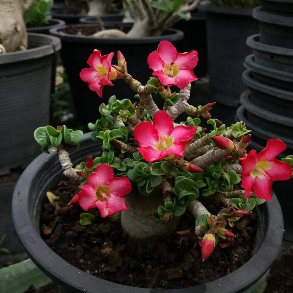 Adenium RCN Dha Seeds - First Time In India - 5 seeds
