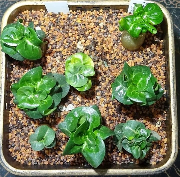 Adenium RCN Dha Seeds - First Time In India - 10 seeds