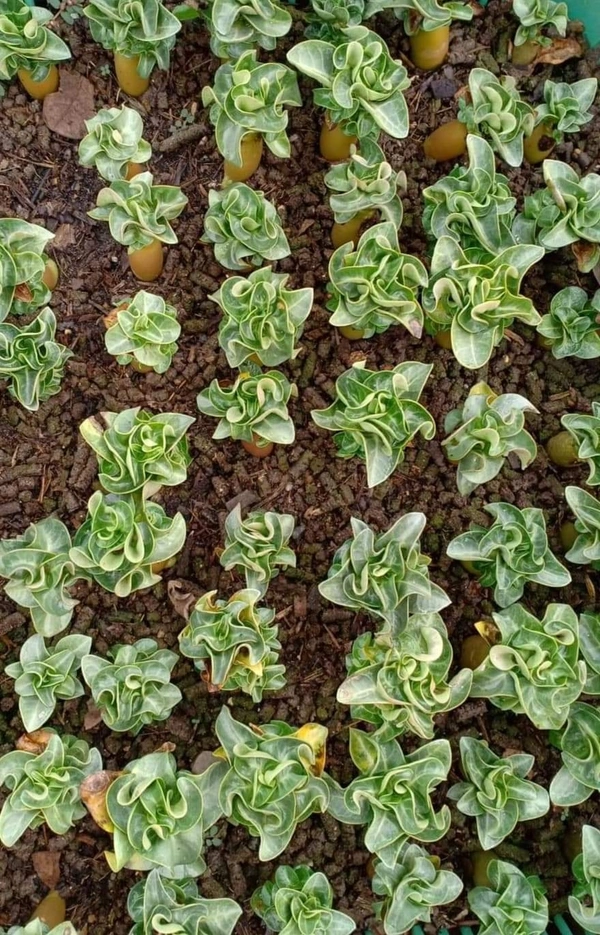 Adenium PPL Dha Seeds - 10 seeds
