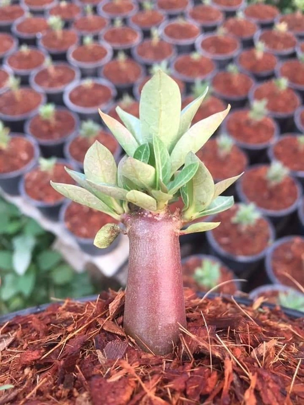 Adenium RED variety PHAYAO DUM  seeds - 5 seeds