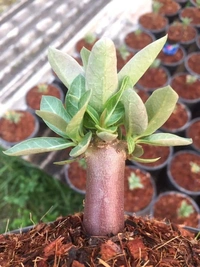 Adenium RED variety PHAYAO DUM  seeds - 5 seeds