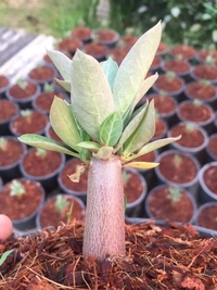 Adenium RED variety PHAYAO DUM  seeds - 5 seeds