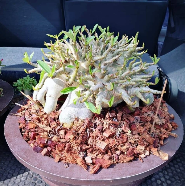 Adenium HULK  seeds available. - 10 seeds