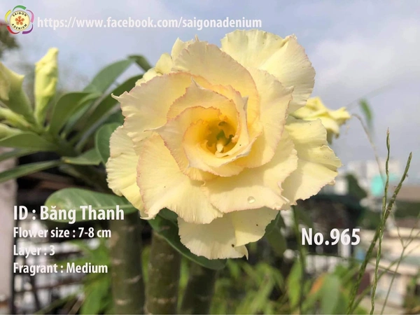 [Coming Soon] Adenium Obesum Grafted Plants New Release - 5 plants Combo
