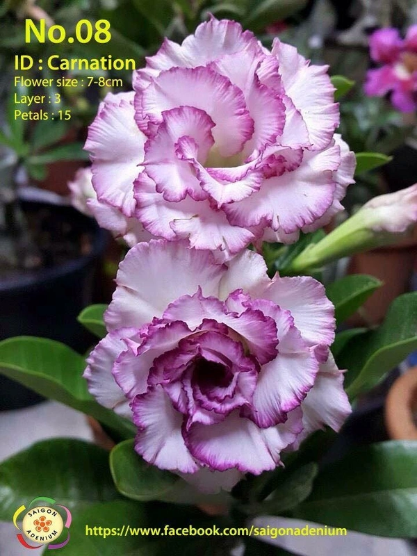 [Coming Soon] Adenium Obesum Grafted Plants New Release - 5 plants Combo
