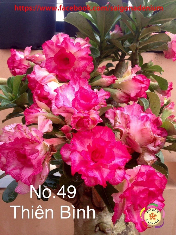 [Coming Soon] Adenium Obesum Grafted Plants New Release - 5 plants Combo