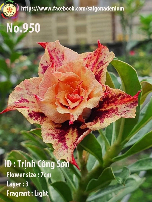 [Coming Soon] Adenium Obesum Grafted Plants New Release - 5 plants Combo