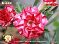 [Coming Soon] Adenium Obesum Grafted Plants New Release - 5 plants Combo