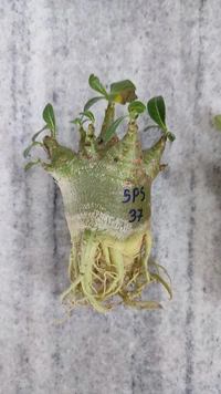Adenium Godji PLANTS - Plant No : 6