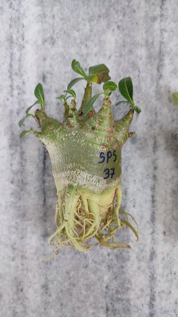 Adenium Godji PLANTS - Plant No - 37