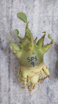 Adenium Godji PLANTS - Plant No : 6
