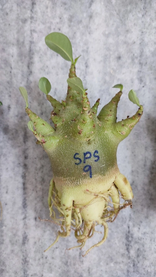 Adenium Godji PLANTS - Plant No : 6