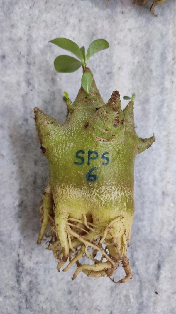 Adenium Godji PLANTS - Plant No : 6