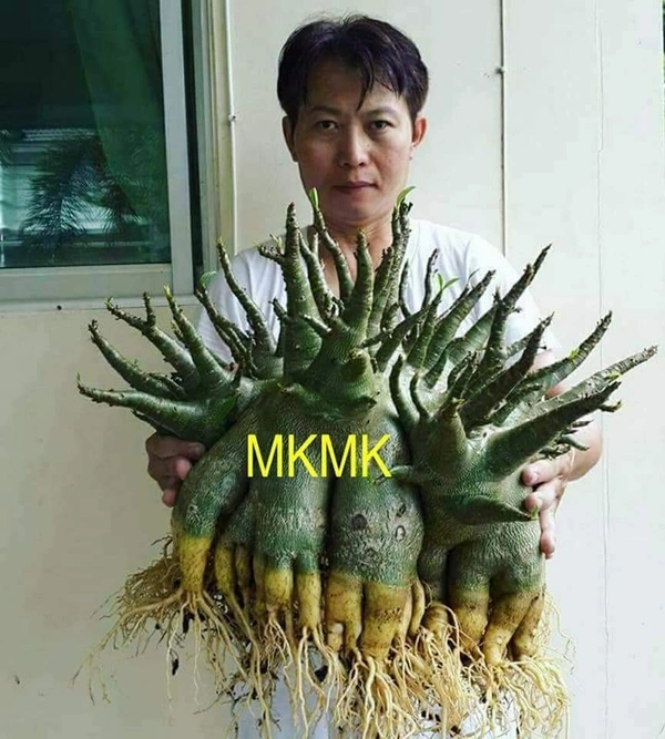 Adenium MKMK seeds - 10+1 Seeds