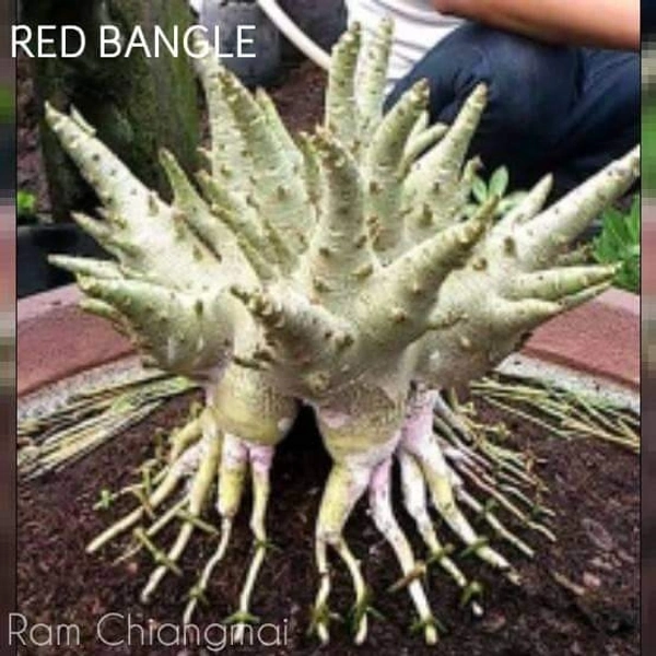 Adenium RED BANGLE Seeds - 5 Seeds